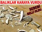 Rize'deki balık ölümlerinin sebebi belli oldu