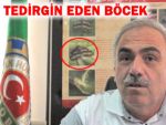 Bu böceği yok etmek için seferber olundu!