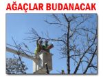 Pazar'da budama nedeniyle elektrik kesintisi