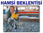 YERLİ HAMSİ 6 TL'DEN TEZGAHA GİRDİ