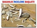 Bakanlıktan Rize'deki balık ölümlerine inceleme