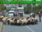 Yayla göçü başladı, yollar koyunlara kaldı!
