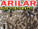 RİZE'DE ARILAR MARKETİ İŞGAL ETTİ!