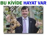 Rize kivisinde rekolte düşse de kalite çıkıyor!