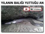 Fırtına'da 1,5 metrelik yılan, balığı böyle yuttu