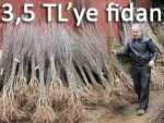 3,5 TL'ye yöreye özgü elma, armut, erik fidanı