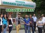 Pazar'ın organik öğrencileri Organik Çay'da