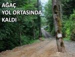 Köylü, yol ortasında kalan ağacı kesemedi!