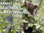 RİZE'DE ARMUTUN İYİSİNİ YAVRU AYI YEDİ!