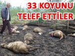 KURTLAR, 33 KOYUNU TELEF ETTİ!