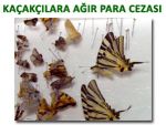 KELEBEK KAÇAKÇILARINA PARA CEZASI