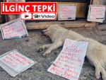 Pazar'da zehirli iğneyle köpek katliamına tepki