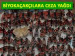 KELEBEK HIRSIZI YABANCILARA CEZA YAĞDI