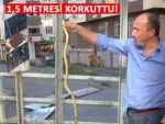 RİZE'DE ŞEHİR MERKEZİNDE YILAN PANİĞİ!