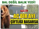 RİZE’DE AÇ AYI ALABALIK ÇİFTLİĞİNİ BASTI