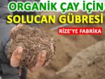 Solucan Gübresi Organik Çay için umut olacak!