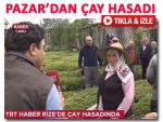 TRT HABER çay hasadını Pazar'dan başlattı