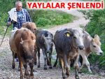 RİZE'DE YAYLA GÖÇLERİ BÖYLE BAŞLADI