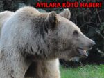 KTÜ: AYI AVINA İZİN VERİLMESİ GEREKİYOR!