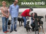 SOKAK KÖPEKLERİ İÇİN ÖRNEK DAYANIŞMA