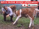 RİZELİ'NİN ANLATILMAZ BUZAK SEVGİSİ