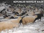 Mahsur kalan 250 koyun ve çobanı AFAD kurtardı