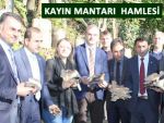 Rize'de Kayın Mantarı üretimi genişliyor