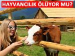 D. Karadeniz hayvancılıkta geri gitmeye başladı!