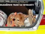 Karadenizli, hasta buzağıyı taksi ile taşıdı