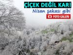 Rize'de yeşil ile beyazın muhteşem raksı