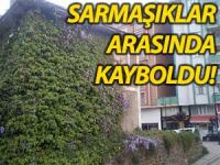 SARMAŞIKLAR ARASINDA KAYBOLDU