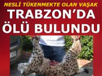 NESLİ TÜKENMEKTE OLAN VAŞAK ÖLÜ BULUNDU