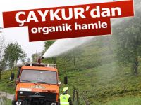 Çaykur, Yeditepe ile Organik iş birliği yapacak!