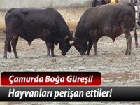 BOĞALAR ÇAMUR ZEMİNDE KIYASIYA GÜREŞTİ