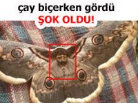 KELEBEĞİN KANATLARINDAKİ İNSAN FİGÜRÜ İLGİ ÇEKTİ