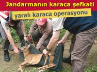 Yaralı karaca yavrusuna jandarma şevkati