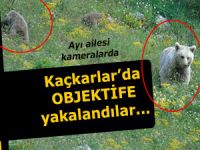 KAÇKARLAR’DA AYI VE YAVRUSU OBJEKTİFLERDE