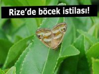 RİZE’DE KELEBEK İSTİLASI ÇAY ÜRETİCİLERİNİ TEDİRGİN ETTİ