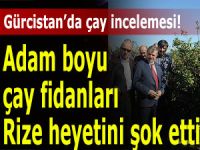 Çayı incelemek için Gürcistan'a giden Rize heyeti şok oldu!