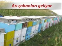 ARI ÇOBANLARI GELİYOR