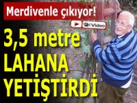 Yetiştirdiği 3,5 metrelik lahanaya merdivenle çıkıyor!