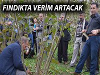 FINDIKTA VERİM ARTACAK