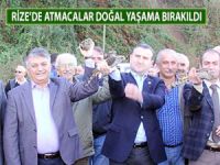 RİZE’DE ATMACALAR DOĞAL YAŞAMA BIRAKILDI