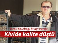 İSRAİL KELEBEĞİ RİZE KİVİSİNİ VURDU!