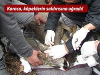 Karaca, köpeklerin saldırısına uğradı!