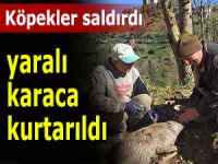 YARALI KARACAYA KÖYLÜLER SAHİP ÇIKTI