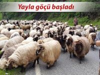 Rize’de yaylacılar dönüş yolunda