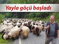 YAYLA GÖÇÜ BAŞLADI