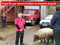 Pazar'da çay sezonu kurban ve dualarla başladı