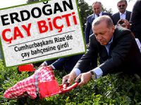Cumhurbaşkanı Erdoğan Rize'de çay topladı!
